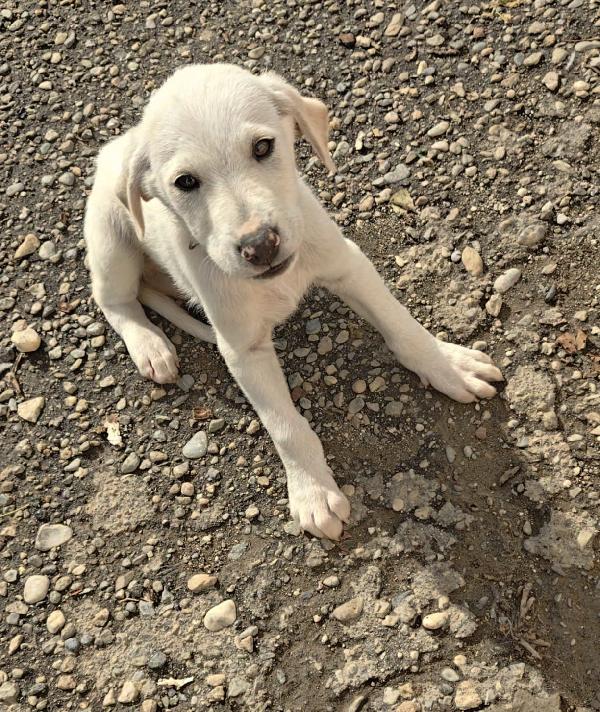🐾 Gaston, Un Piccolo Cuore In Cerca Di Casa 🐾